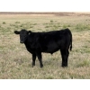 Image 2 : T & P Anthony Farms - 540# Oct/Nov Delivery Heifer Calves - 55 Head (Moose Jaw, SK) VBP+