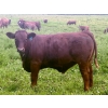 Image 3 : Mullen Land & Cattle Co. - 650# September Delivery Steer Calves - 95 Head (Peers, AB)