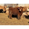 Image 2 : Cunningham Cattle Co. - 850# March Delivery Heifers - 270 Head (Rhein, SK)