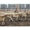 Image 2 : Lowe Ranches - 698# December Delivery Weaned Steers - 92 Head (Nanton, AB)