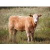 Image 6 : Alvin Sandum Family - 670# Steer Calves - 94 Head (Hussar, AB)
