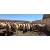 Image 6 : Ripple Rock Ranch - 720# April/May Delivery Heifers - 62 Head (Fincastle, AB)
