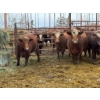 Image 2 : Spruce Ridge Farms - 6 4-5 Year-Old Cows (Pen 519)