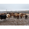 Image 3 : Four Harts Cattle Co. - 975# March Delivery Steers - 90 Head (Vermilion, AB)