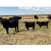 Image 5 : Dar-Lin Ranching - 470# November Delivery Heifer Calves - 115 Head (Big Stone, AB)