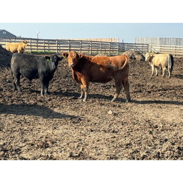 Lakeview Cattle Co.  - 840# Sept/Oct Delivery Steers - 71 Head (Rhein, SK)