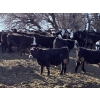 Image 8 : Bircham Ranch - 920# March Delivery Steers - 200 Head (Piapot, SK)