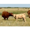 Image 2 : Kokay Farms Ltd. - 675# November Delivery Heifer Calves - 55 Head (Rosemary, AB)
