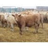 Image 11 : Vossepoel Cattle Co. - 680# December Delivery Weaned Steers - 250 Head (Tilley, AB)