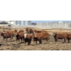 Image 7 : Cattlewood Farms Ltd. - 675# May Delivery Heifers - 85 Head (Swalwell, AB)