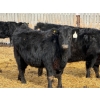 Image 13 : Leon Torkelson - 30 Black Replacement Heifers (Millicent, AB)