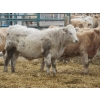 Image 18 : Vossepoel Cattle Co. - 680# December Delivery Weaned Steers - 250 Head (Tilley, AB)