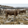 Image 6 : Westview Cattle Co. - 750# March Delivery Steers - 75 Head (Consort, AB)