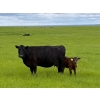 Image 3 : Sherness Farms - 560# October Delivery Steer Calves - 30 Head (Sheerness, AB)