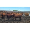 Image 5 : Ripple Rock Ranch - 875# July Delivery Heifers - 170 Head (Fincastle, AB)