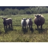 Image 2 : Midpoint Farms - 700# February Delivery Weaned Steers - 180 Head (Drayton Valley, AB)