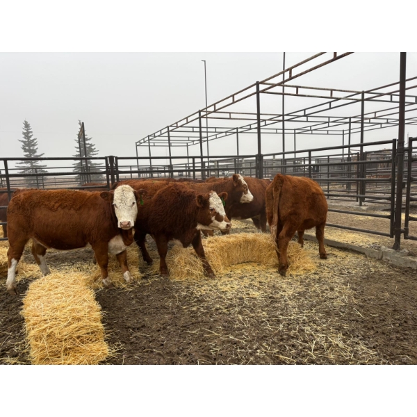 Ian Zeer - 6 Heifers (Pen 443)