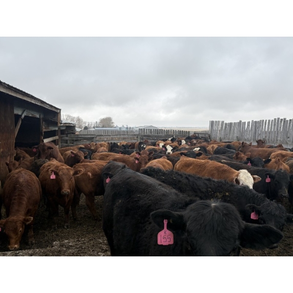 Larry Konschuk - 890# April/May Delivery Heifers - 200 Head (Crossfield, AB)