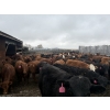 Image 1 : Larry Konschuk - 890# April/May Delivery Heifers - 200 Head (Crossfield, AB)