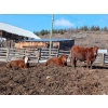 Image 8 : C.H. Priest Contracting Ltd. - 1350# Cows - 45 Head (Ootsa Lake, BC)