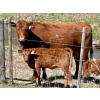 Image 2 : Meyer Cattle Inc. - 10 Red Angus X 3rd Calf Pairs (Lethbridge, AB)