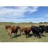 Image 3 : Vern Campbell - 880# October Delivery Grass Heifers - 207 Head (North Battleford, SK)