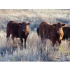 Image 5 : Jeff & Bonnie Resch - 875# November Grass Heifers - 70 Head (Leader, SK)