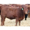 Image 3 : A&A Farms - 25 Dark Red Replacement Heifers (Coaldale, AB)