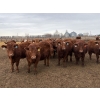 Image 5 : Pedersen Farms - 940# March Delivery Steers - 65 Head (Scandia, AB)