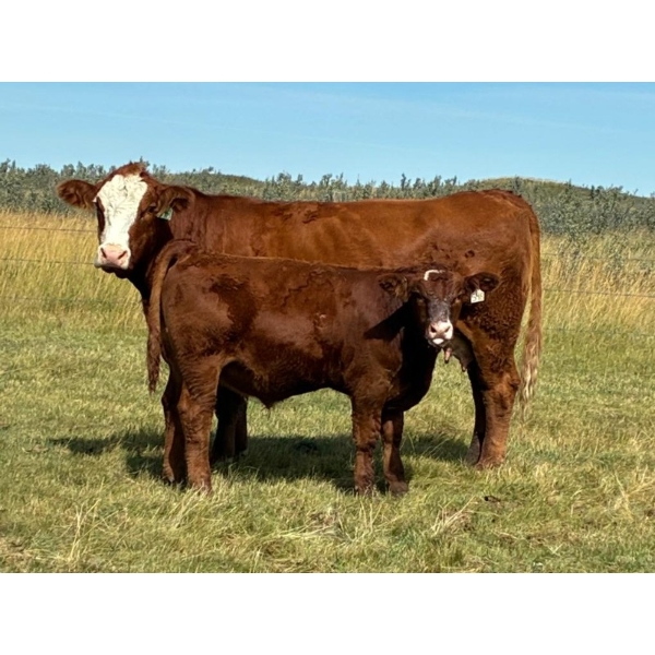 City View Farms Ltd. - 725# October Delivery Steer Calves - 81 Head (Moose Jaw, SK) VBP+