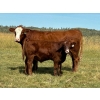 Image 1 : City View Farms Ltd. - 725# October Delivery Steer Calves - 81 Head (Moose Jaw, SK) VBP+