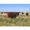 Image 5 : Clay Ridge Farms Inc. - 800# September Grass Heifers - 50 Head (Big Stone, AB)