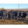 Image 3 : Rolling N Ranches (Nolan Osadczuk) - 6 Black Cows (Pen 639-637)