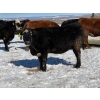 Image 3 : Cunningham Cattle Co. - 9 BBF Angus X Bred Heifers (Sundre, AB)