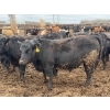 Image 5 : Chipping Hill Cattle Co. - 1075# July Delivery Steers - 224 Head (MacGregor, MB)