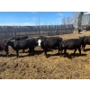 Image 4 : Clay Ridge Stock Farms Inc. - 625# May Delivery Heifers - 56 Head (Fairlight, SK)
