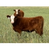 Image 4 : Jones Hereford Ranch - 540# October Delivery Heifer Calves - 30 Head (Balzac, AB)