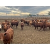Image 9 : Cattlewood Farms Ltd. - 740# June Delivery Heifers - 200 Head (Fincastle, AB)