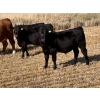 Image 2 : Dalbey Farms - 700# October Delivery Steer Calves - 50 Head (Dalum, AB)
