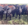Image 9 : K6 Farms - 1000# Sept/Oct Delivery Grass Steers - 210 Head (Buck Lake, AB)