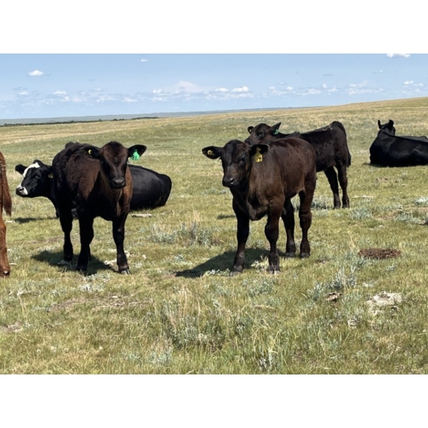 Gordon Burgemeister/Owen & Karen Francis - 650# October Delivery Steer Calves - 95 Head (Hanna, AB)