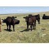 Gordon Burgemeister/Owen & Karen Francis - 650# October Delivery Steer Calves - 95 Head (Hanna, AB)