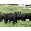Image 3 : Carlyle Cattle Company - 1050# August Delivery Grass Steers - 40 Head (Blackfalds, AB)
