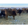 Image 6 : Kevin Szymanek - 875# February Weaned Steers - 70 Head (Stauffer, AB)