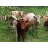 Image 15 : Taylor Enterprises Inc. - 900# September Delivery Grass Heifers - 134 Head (Wawota, SK)