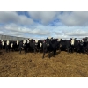 Image 11 : A&A Farms - 30 BBF Replacement Heifers (Coaldale, AB)