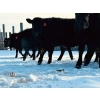 Image 4 : TS Stock Farm Ltd. - 30 Black Angus/Simmental X Replacement Heifers (Mullingar, SK)