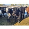 Image 3 : Loch Lomond Livestock Ltd. - 725# March Delivery Steers - 45 Head (Eyebrow, SK)