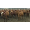 Image 4 : Amber Mountain Farms - 670# July Delivery Heifers - 90 Head (Vauxhall, AB)