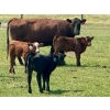 Image 4 : Diamond I Farms - 24 Simm/Angus X Cow/Calf Pairs (Irricana, AB)